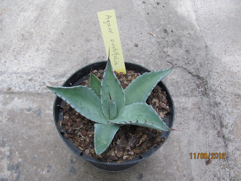 Agave ovatifolia dm 10cm - BIO